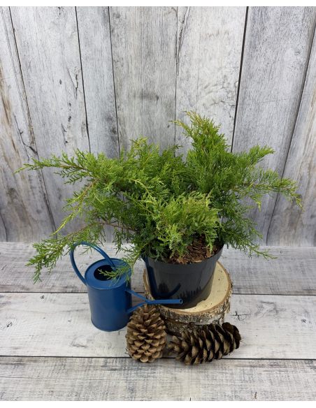 'Goldkissen' - jałowiec Pfitzera 
Juniperus xpfitzeriana 'Goldkissen'