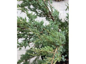 'Holger' - jałowiec łuskowaty 
Juniperus squamata 'Holger' 2