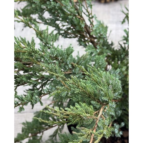 'Holger' - jałowiec łuskowaty 
Juniperus squamata 'Holger'