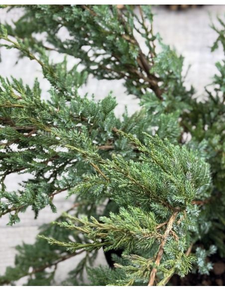 'Holger' - jałowiec łuskowaty 
Juniperus squamata 'Holger'