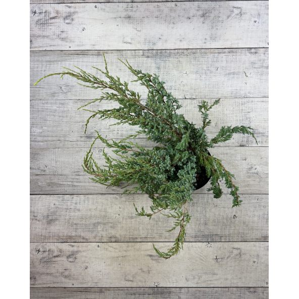 'Holger' - jałowiec łuskowaty 
Juniperus squamata 'Holger'