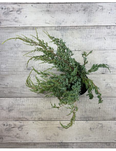 'Holger' - jałowiec łuskowaty 
Juniperus squamata 'Holger'