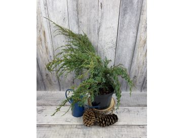 'Holger' - jałowiec łuskowaty 
Juniperus squamata 'Holger'