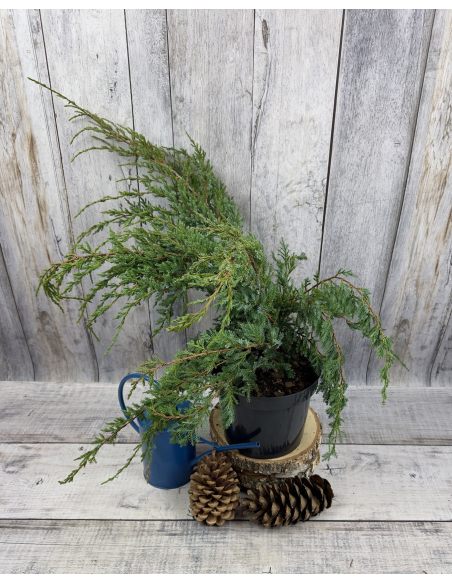 'Holger' - jałowiec łuskowaty 
Juniperus squamata 'Holger'