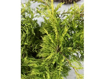 'King of Spring' - jałowiec Pfitzera 
Juniperus xpfitzeriana 'King of Spring' 2