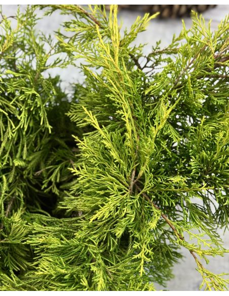 'King of Spring' - jałowiec Pfitzera 
Juniperus xpfitzeriana 'King of Spring'