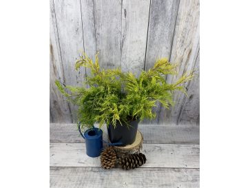 'King of Spring' - jałowiec Pfitzera 
Juniperus xpfitzeriana 'King of Spring'