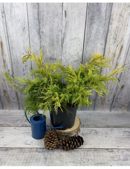 'King of Spring' - jałowiec Pfitzera 
Juniperus xpfitzeriana 'King of Spring'