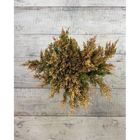 'Limeglow' - jałowiec płożący
Juniperus horizontalis 'Limeglow'