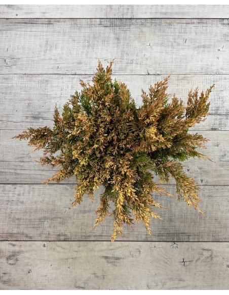 'Limeglow' - jałowiec płożący
Juniperus horizontalis 'Limeglow'