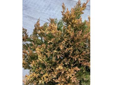 'Limeglow' - jałowiec płożący
Juniperus horizontalis 'Limeglow' 2