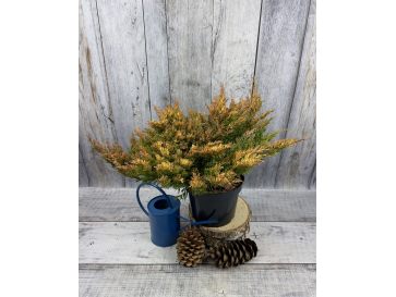 'Limeglow' - jałowiec płożący
Juniperus horizontalis 'Limeglow'