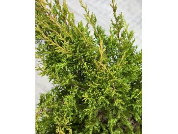 'Mordigan Gold' - jałowiec Pfitzera 
Juniperus xpfitzeriana 'Mordigan Gold' 2