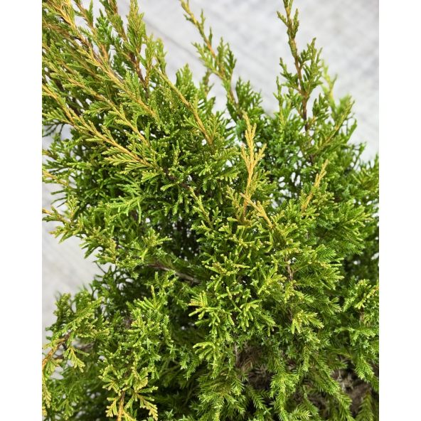 'Mordigan Gold' - jałowiec Pfitzera 
Juniperus xpfitzeriana 'Mordigan Gold'