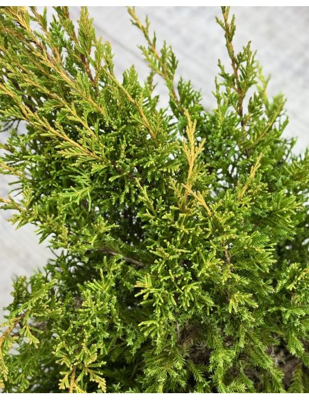'Mordigan Gold' - jałowiec Pfitzera 
Juniperus xpfitzeriana 'Mordigan Gold'