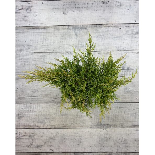 'Mordigan Gold' - jałowiec Pfitzera 
Juniperus xpfitzeriana 'Mordigan Gold'