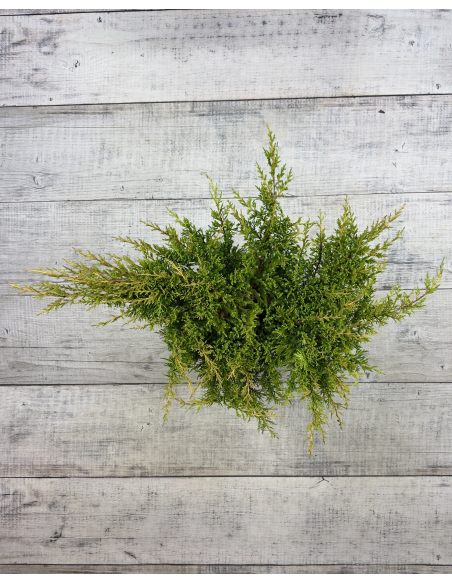 'Mordigan Gold' - jałowiec Pfitzera 
Juniperus xpfitzeriana 'Mordigan Gold'