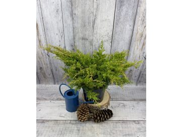 'Mordigan Gold' - jałowiec Pfitzera 
Juniperus xpfitzeriana 'Mordigan Gold'