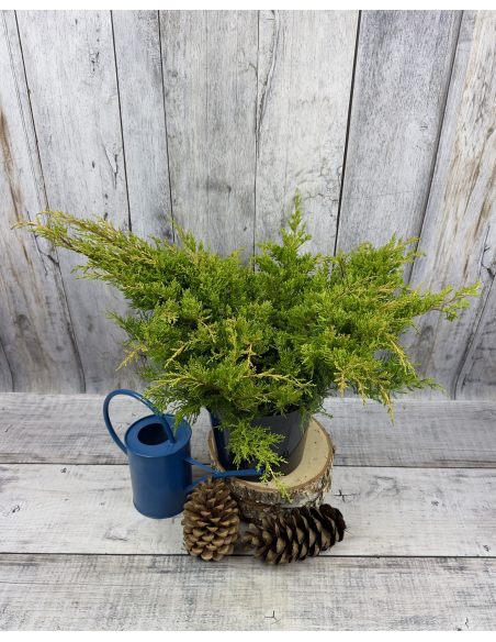 'Mordigan Gold' - jałowiec Pfitzera 
Juniperus xpfitzeriana 'Mordigan Gold'