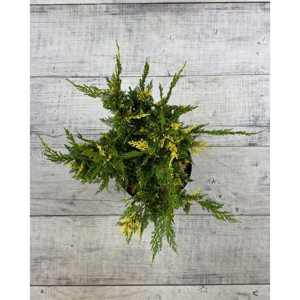 'Plumosa Aureovariegata' - jałowiec chiński
Juniperus chinensis 'Plumosa Aureovariegata'