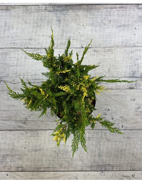 'Plumosa Aureovariegata' - jałowiec chiński
Juniperus chinensis 'Plumosa Aureovariegata'