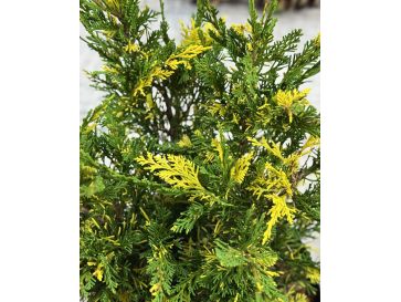 'Plumosa Aureovariegata' - jałowiec chiński
Juniperus chinensis 'Plumosa Aureovariegata' 2