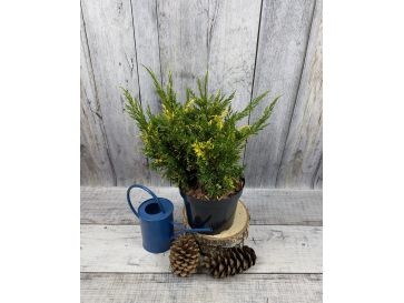 'Plumosa Aureovariegata' - jałowiec chiński
Juniperus chinensis 'Plumosa Aureovariegata'