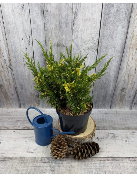 'Plumosa Aureovariegata' - jałowiec chiński
Juniperus chinensis 'Plumosa Aureovariegata'