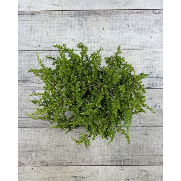 'Schlager' - jałowiec nadbrzeżny 
Juniperus conferta 'Schlager'