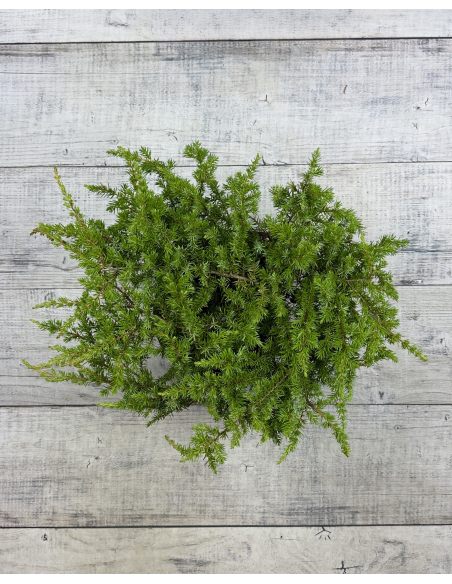 'Schlager' - jałowiec nadbrzeżny 
Juniperus conferta 'Schlager'