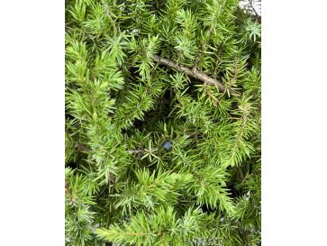 'Schlager' - jałowiec nadbrzeżny 
Juniperus conferta 'Schlager' 2