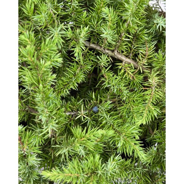 'Schlager' - jałowiec nadbrzeżny 
Juniperus conferta 'Schlager'