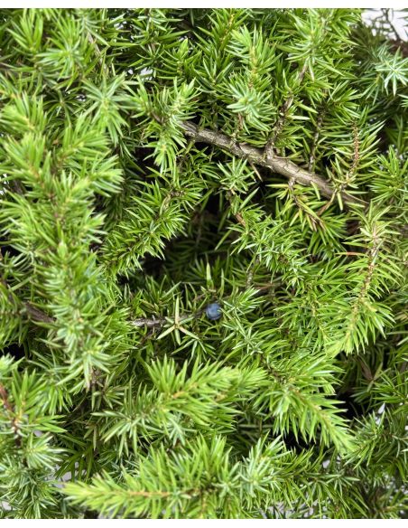 'Schlager' - jałowiec nadbrzeżny 
Juniperus conferta 'Schlager'