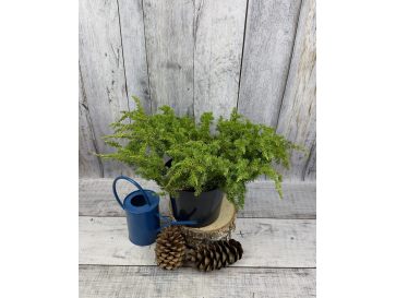 'Schlager' - jałowiec nadbrzeżny 
Juniperus conferta 'Schlager'