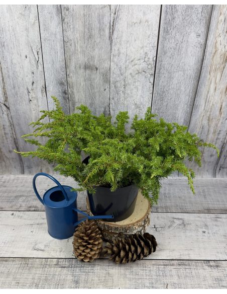 'Schlager' - jałowiec nadbrzeżny 
Juniperus conferta 'Schlager'