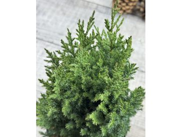 'Stricta' - jałowiec chiński
Juniperus chinensis 'Stricta' 2