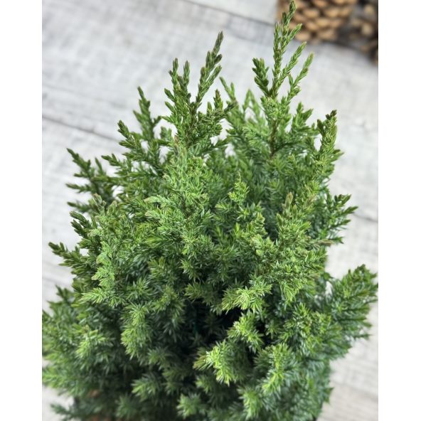 'Stricta' - jałowiec chiński
Juniperus chinensis 'Stricta'