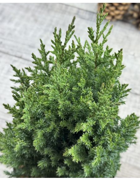 'Stricta' - jałowiec chiński
Juniperus chinensis 'Stricta'