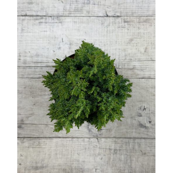 'Stricta' - jałowiec chiński
Juniperus chinensis 'Stricta'