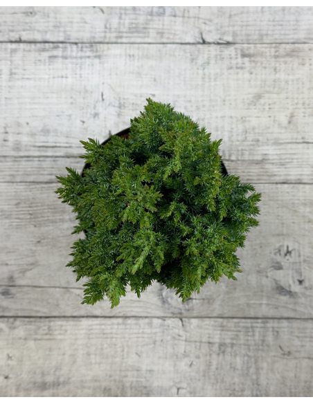 'Stricta' - jałowiec chiński
Juniperus chinensis 'Stricta'