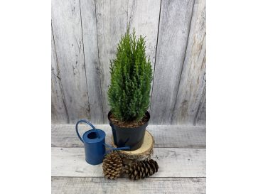 'Stricta' - jałowiec chiński
Juniperus chinensis 'Stricta'