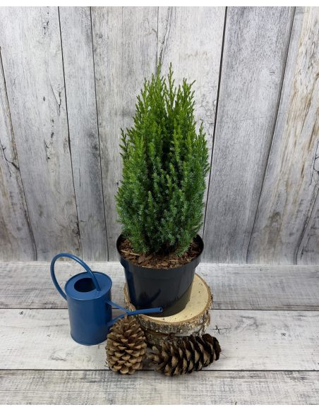 'Stricta' - jałowiec chiński
Juniperus chinensis 'Stricta'