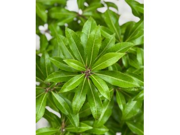 'Little Red' - pieris japoński
Pieris japonica 'Little Red' 2