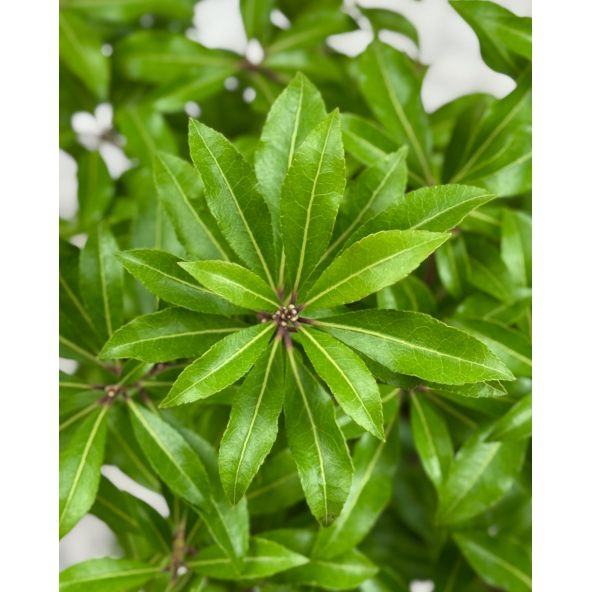 'Little Red' - pieris japoński
Pieris japonica 'Little Red'