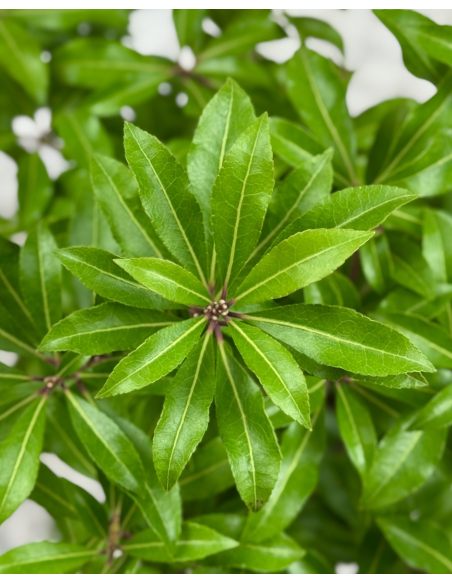 'Little Red' - pieris japoński
Pieris japonica 'Little Red'