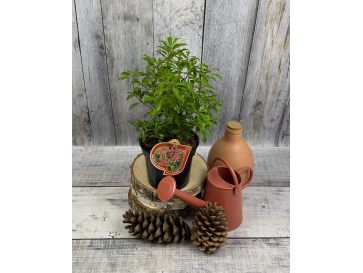 'Little Red' - pieris japoński
Pieris japonica 'Little Red'