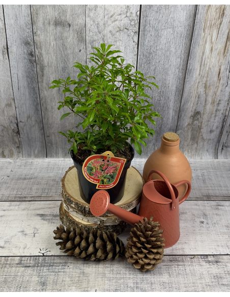 'Little Red' - pieris japoński
Pieris japonica 'Little Red'