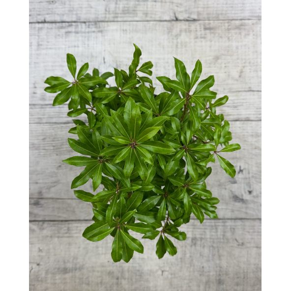 'Little Red' - pieris japoński
Pieris japonica 'Little Red'