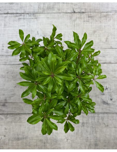 'Little Red' - pieris japoński
Pieris japonica 'Little Red'