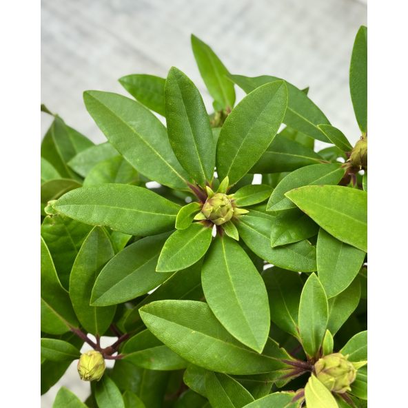 Różanecznik Izabela Czartoryska